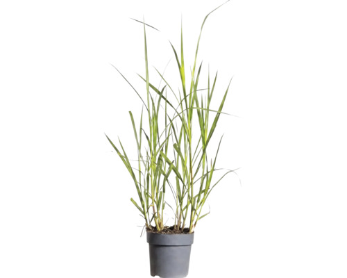 Elefantgräs FLORASELF Miscanthus giganteus 20-80cm krukstorlek 14cm