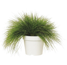 Kruståtel FLORASELF Deschampsia flexuosa 'Amilime' Co 2L