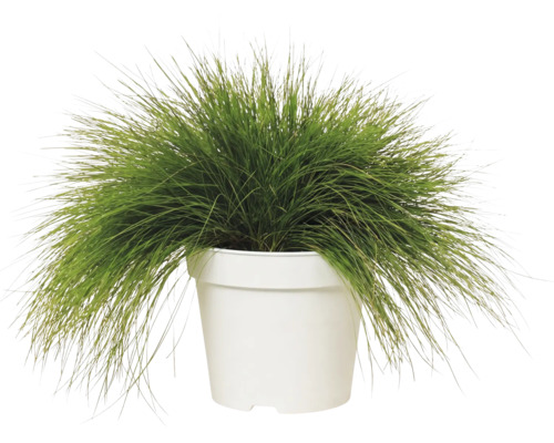 Kruståtel FLORASELF Deschampsia flexuosa 'Amilime' Co 2L