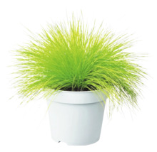 Kruståtel FLORASELF Deschampsia flexuosa 'Amilime' Co 2L