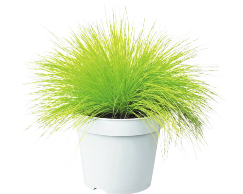 Kruståtel FLORASELF Deschampsia flexuosa 'Amilime' Co 2L