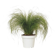 Fjädergräs FLORASELF Stipa tenuifolia 'Pony Tails' 10-30cm Co 2L