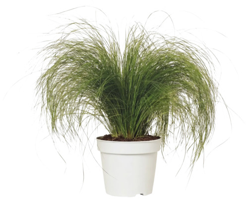 Fjädergräs FLORASELF Stipa tenuifolia 'Pony Tails' 10-30cm Co 2L