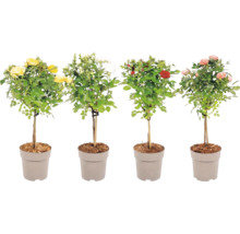 Uppstammad ros FLORASELF Rosa ca 40cm krukstorlek Ø15cm blandade färger