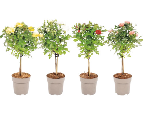 Uppstammad ros FLORASELF Rosa ca 40cm krukstorlek Ø15cm blandade färger
