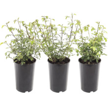 Ros FLORASELF Rosa 'The Fairy' ca 35-40cm Co 2L blandade sorter