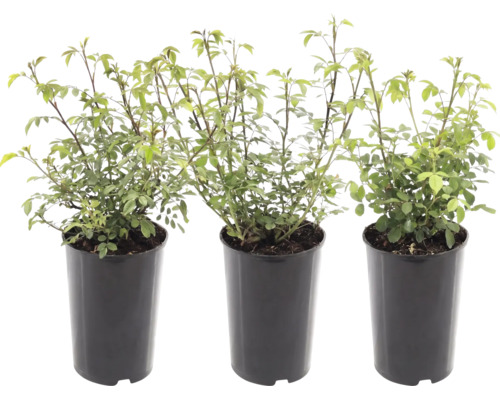 Ros FLORASELF Rosa 'The Fairy' ca 35-40cm Co 2L blandade sorter