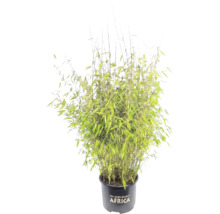 Malakitbambu FLORASELF Fargesia 'Malachite Monkeys® Ⓢ' 80-100cm Co 10L