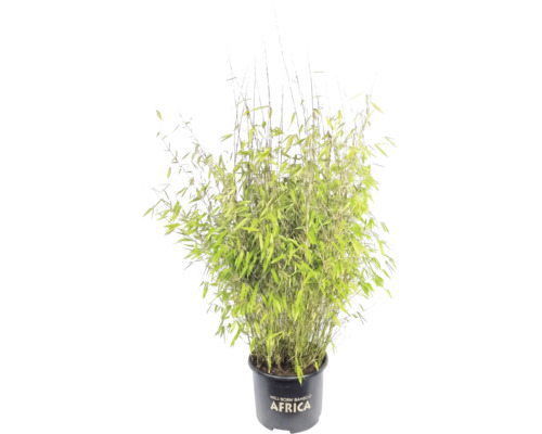 Malakitbambu FLORASELF Fargesia 'Malachite Monkeys® Ⓢ' 80-100cm Co 10L