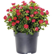 Ros Zepeti ca 20cm Co 2L buske
