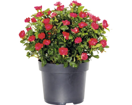 Ros Zepeti ca 20cm Co 2L buske