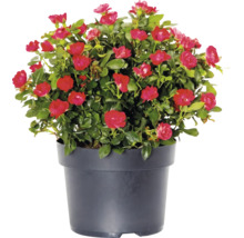 Ros Zepeti® 30-40cm Co 6L