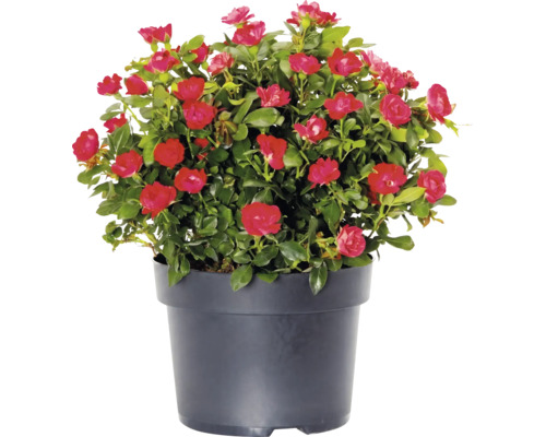 Ros Zepeti® 30-40cm Co 6L