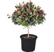 Ros Zepeti stam ca 50cm Co 6L