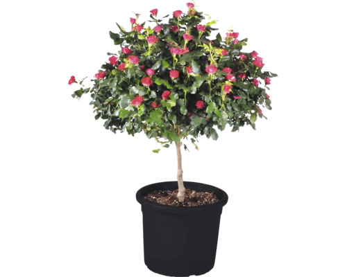 Ros Zepeti stam ca 50cm Co 6L