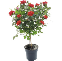 Ros FLORASELF Rosa ca 30-40cm Co 3L blandade sorter