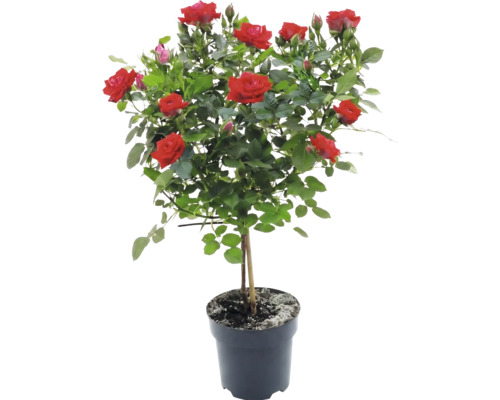 Ros FLORASELF Rosa ca 30-40cm Co 3L blandade sorter