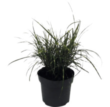 Dvärgglansmiskantus FLORASELF Miscanthus sinensis 'Strictus Dwarf' 10-100cm Co 3L