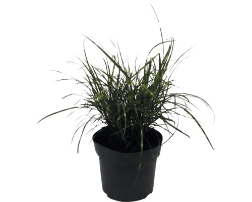 Dvärgglansmiskantus FLORASELF Miscanthus sinensis 'Strictus Dwarf' 10-100cm krukstorlek 14cm