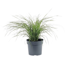 Dvärgglansmiskantus FLORASELF Miscanthus sinensis 'Cute One' 10-30cm Co 3L