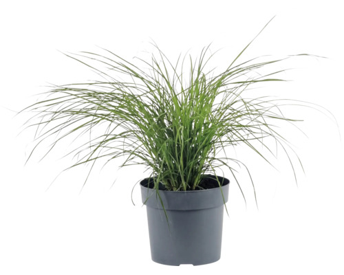 Dvärgglansmiskantus FLORASELF Miscanthus sinensis 'Cute One' 10-30cm Co 3L