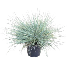 Blåsvingel FLORASELF Festuca glauca 'Cool As Ice' 5-15cm krukstorlek 14cm