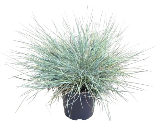 Blåsvingel FLORASELF Festuca glauca 'Cool As Ice' 5-15cm krukstorlek 14cm
