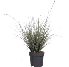Trädgårdsstarr FLORASELF Carex brunnea 5-20cm Co 3L