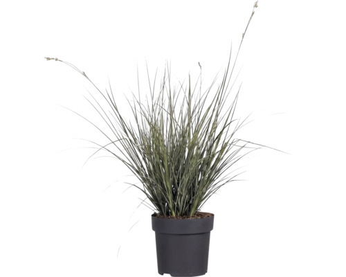 Trädgårdsstarr FLORASELF Carex brunnea 5-20cm Co 3L