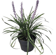 Druvlilja FLORASELF Liriope muscari 'Moneymaker' Co 2L