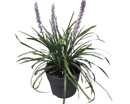 Druvlilja FLORASELF Liriope muscari 'Moneymaker' Co 2L