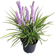 Druvlilja FLORASELF Liriope muscari 'Moneymaker' Co 2L