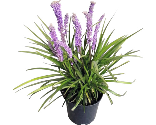 Druvlilja FLORASELF Liriope muscari 'Moneymaker' Co 2L