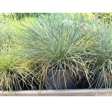 Blåsvingel Festuca glauca i svart plastkruka, prydnadsgräs med fina blågröna strån.