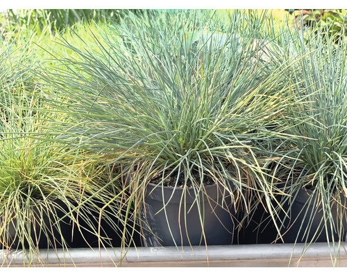 Blåsvingel Festuca glauca i svart plastkruka, prydnadsgräs med fina blågröna strån.