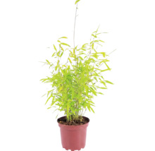 Sfärisk trädgårdsbambu FLORASELF Fargesia nitida 'Volcano' 30-40cm Co 2L