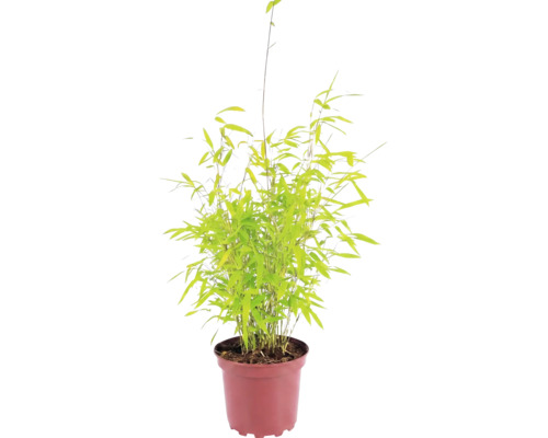 Sfärisk trädgårdsbambu FLORASELF Fargesia nitida 'Volcano' 30-40cm Co 2L