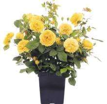 Buskros FLORASELF Rosa 'Absolutely Fabulous' Co 3L fyllda blommor