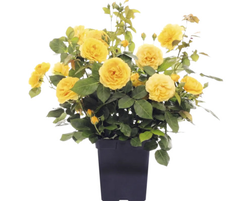 Buskros FLORASELF Rosa 'Absolutely Fabulous' Co 3L fyllda blommor