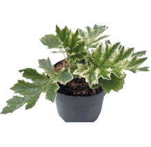 Mjukakantus Acanthus mollis ‘Whitewater’ 10-40cm Co 3L