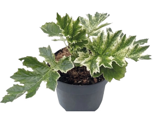 Mjukakantus Acanthus mollis ‘Whitewater’ 10-40cm Co 3L