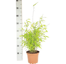 Sfärisk trädgårdsbambu FLORASELF Fargesia nitida 'Volcano' 30-40cm Co 2L