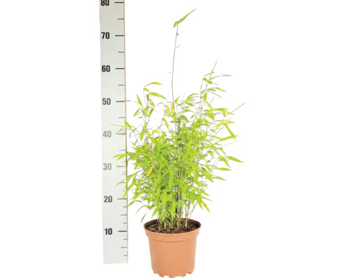 Sfärisk trädgårdsbambu FLORASELF Fargesia nitida 'Volcano' 30-40cm Co 2L