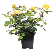 Ros FLORASELF Rosa 'Absolutely Fabulous' Co 5L fyllda blommor