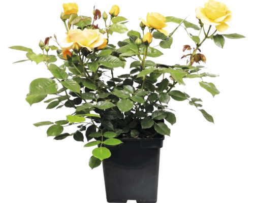 Ros FLORASELF Rosa 'Absolutely Fabulous' Co 5L fyllda blommor
