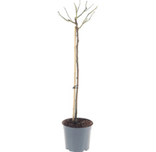 Ros FLORASELF Rosa 'Hansestadt Rostock' stamhöjd 90cm Co 6,5L