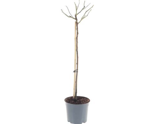 Ros FLORASELF Rosa 'Hansestadt Rostock' stamhöjd 90cm Co 6,5L