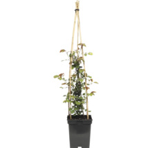 Klätterros FLORASELF Rosa 'Grand Award' Co 5L återblommande