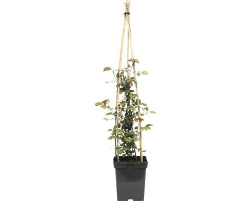Klätterros FLORASELF Rosa 'Grand Award' Co 5L återblommande
