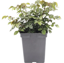 Ros FLORASELF Rosa 'Garden of Roses' Co 5L